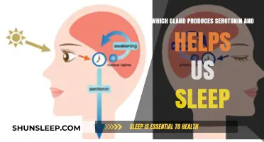 The Pineal Gland: Serotonin Production and Sleep Regulation Explained