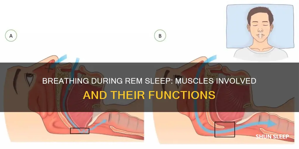 which muscles are responsible for breathing during rem sleep