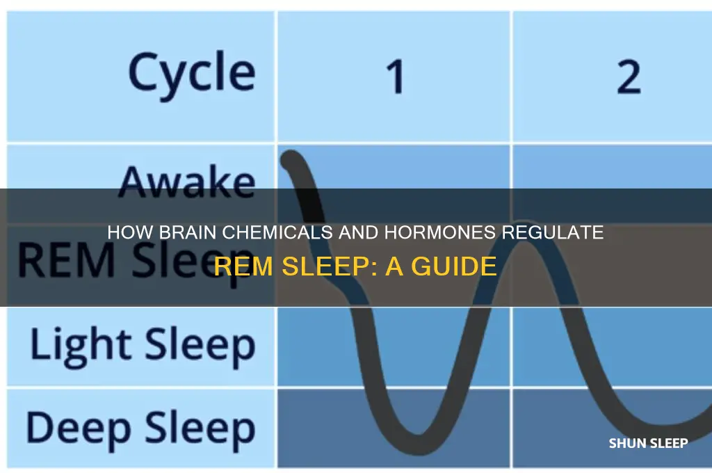 which of the following helps regulate rem sleep