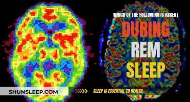 Brain Activity and REM Sleep: What's Missing?