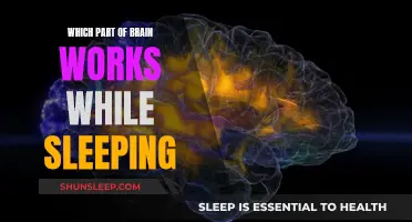 Brain Activity During Sleep: Unraveling the Mystery