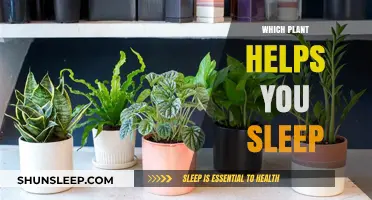 Best Plants for Better Sleep: Natural Remedies to Enhance Rest