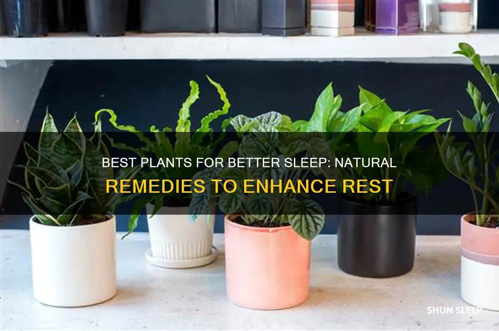 which plant helps you sleep