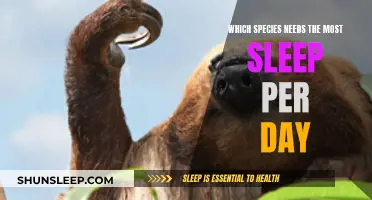 Sleepiest Species: Who Needs the Most Slumber?