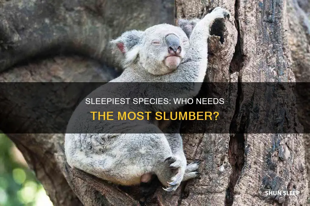 which species needs the most sleep per day