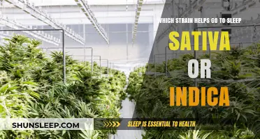 Sativa vs. Indica: Which Strain Promotes Better Sleep?