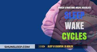 Understanding the Role of the Suprachiasmatic Nucleus in Sleep-Wake Cycles
