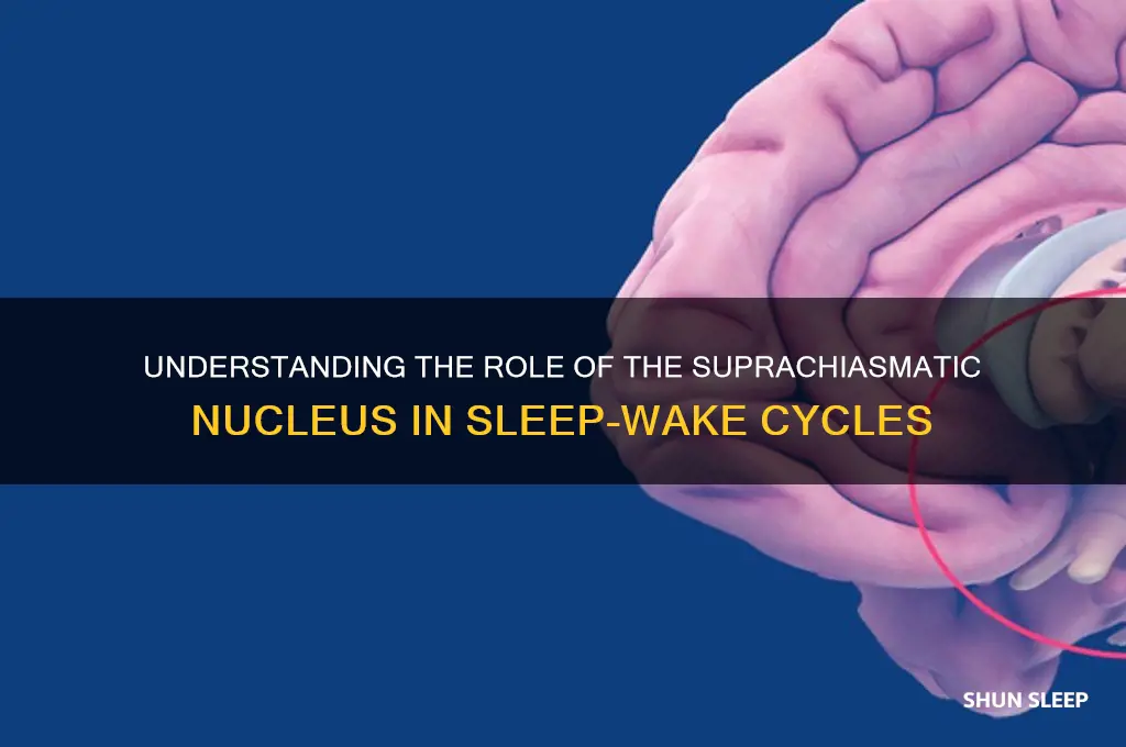 which structure helps regulate sleep wake cycles