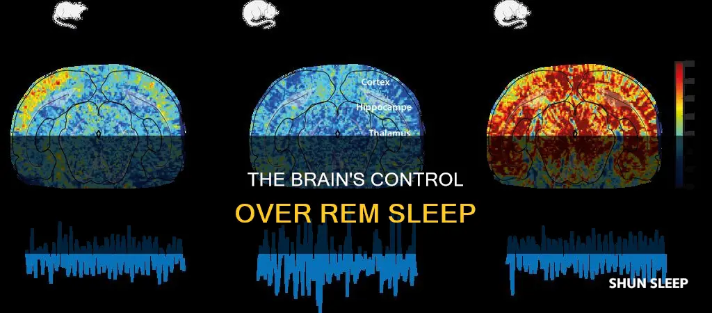 which system dominates rem sleep