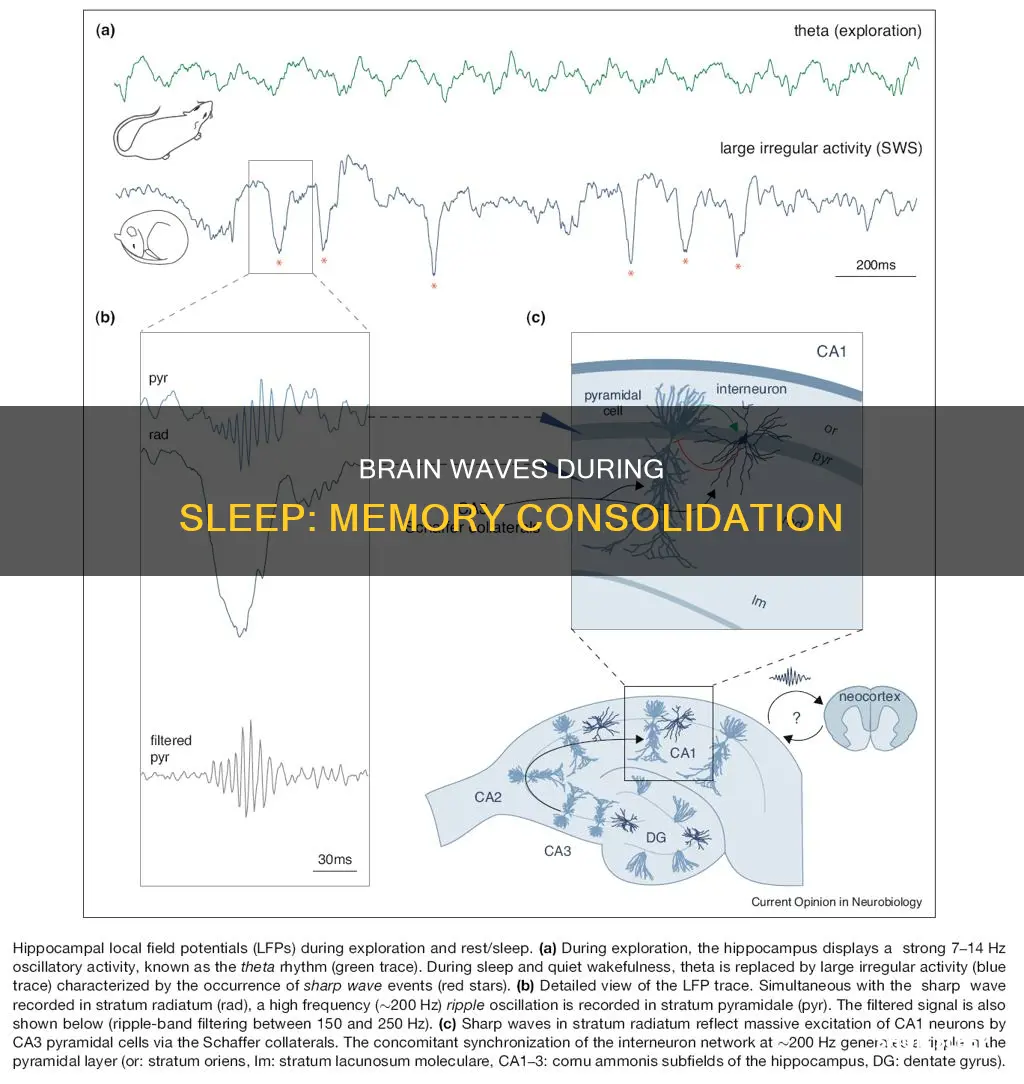 which waves take place during memory consolidation in sleep