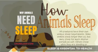 Animals Need Sleep: What's the Reason Behind It?