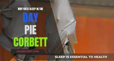 Daytime Bat Sleep: Pie Corbett's Mystery