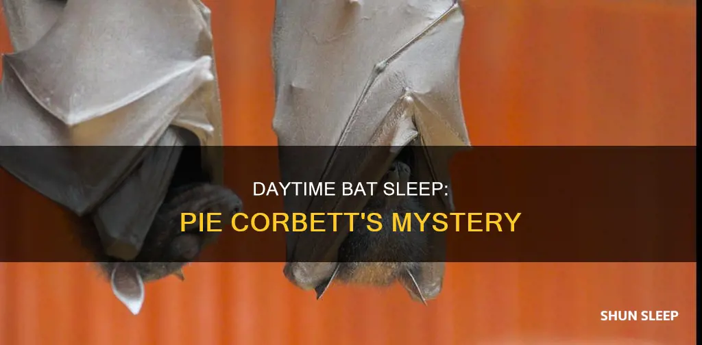 why bats sleep in the day pie corbett