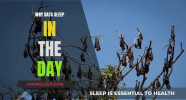 Daytime Sleep: The Secret Life of Bats