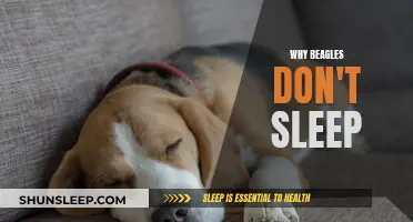 Beagle Insomnia: Why Your Pup Won't Sleep