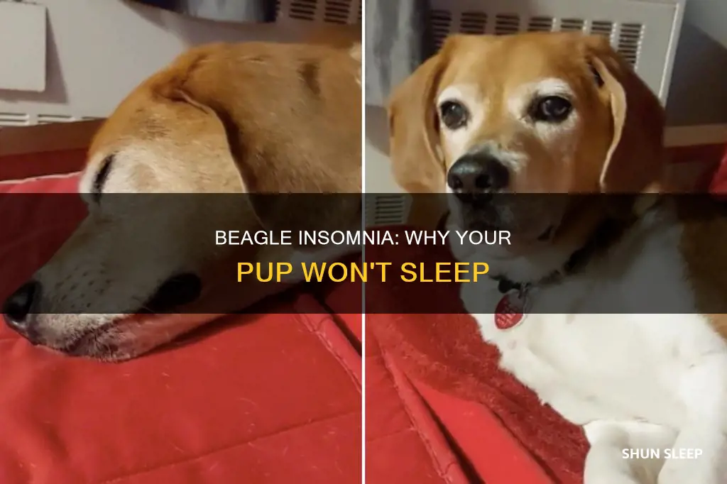 why beagles don