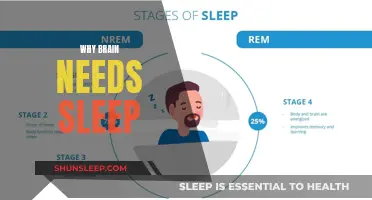 Brain Restoration: Sleep's Essential Role in Brain Function