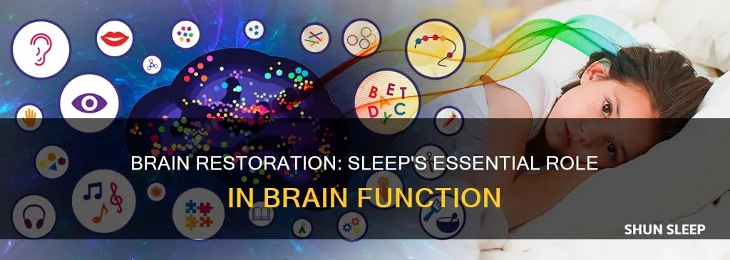 why brain needs sleep
