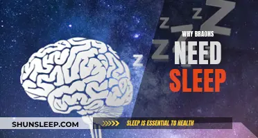 Brain Functioning: Sleep's Role in Cognitive Performance