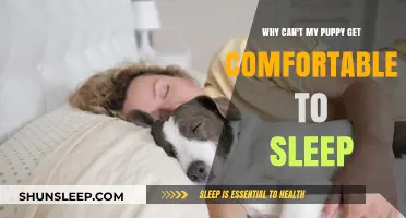 Helping Your Puppy Find Comfort: Tips for a Peaceful Sleep