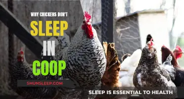 Chickens Shun Coops: Exploring Nocturnal Habits