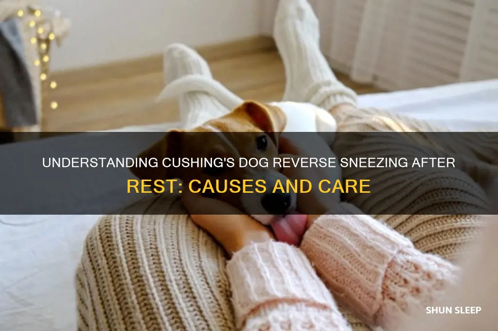 why cushing dog gag cough after sleeping or getting up