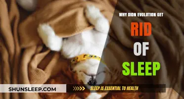 Why Sleep Persists: Evolution's Mystery of Rest's Survival