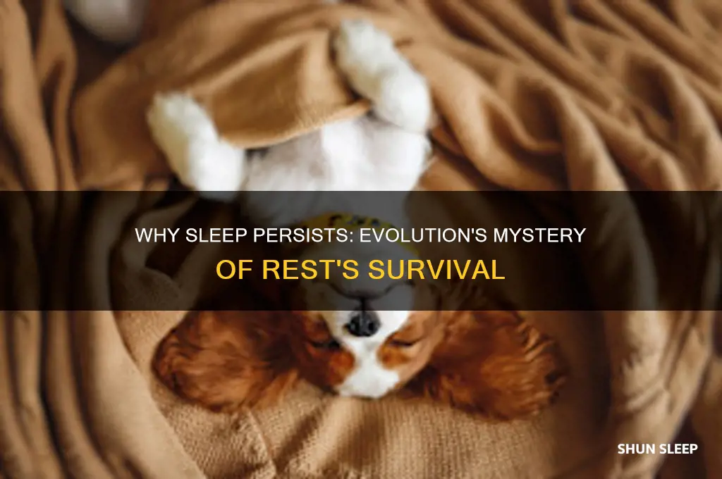 why didn evolution get rid of sleep