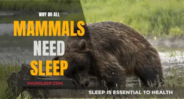 The Universal Need for Sleep in Mammals Explained