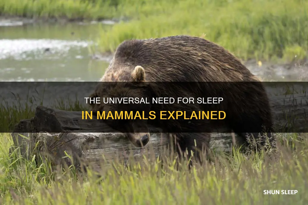 why do all mammals need sleep