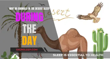 Daytime Sleep: Desert Animals' Survival Strategy