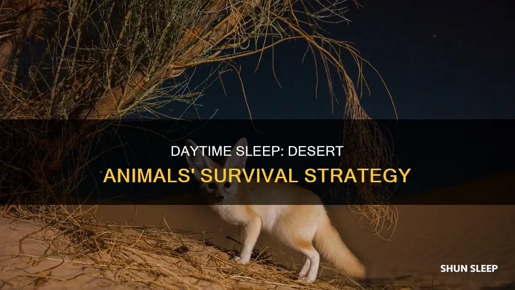 why do animals in the desert sleep during the day