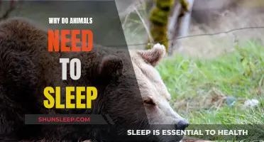 Animals' Sleep: What's the Purpose?