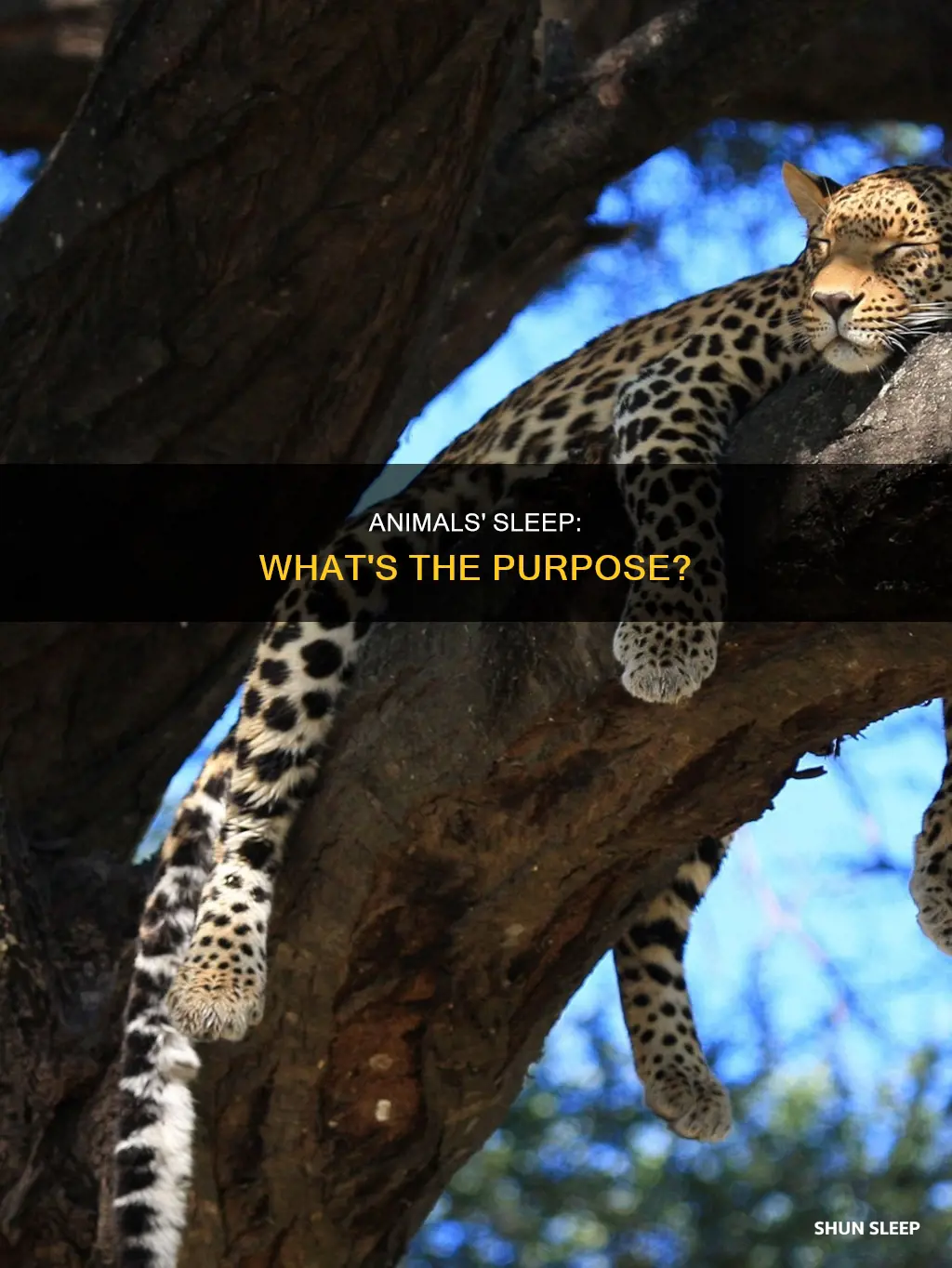 why do animals need to sleep