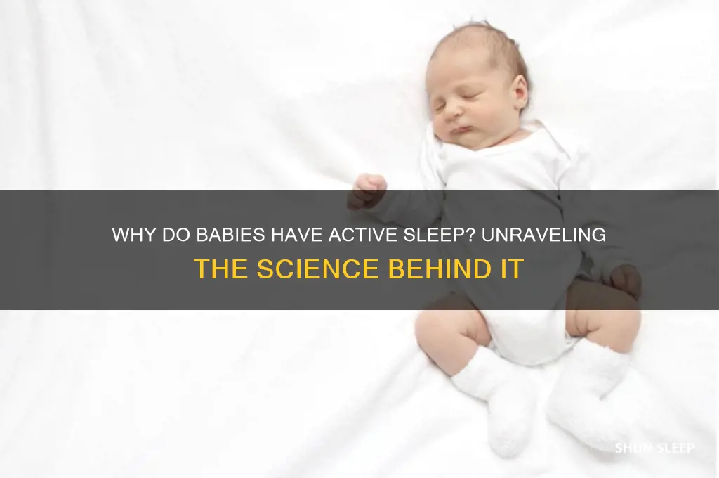 why do babies have active sleep