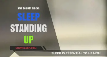 Why Baby Chicks Sleep Standing Up: Unraveling Their Unique Behavior