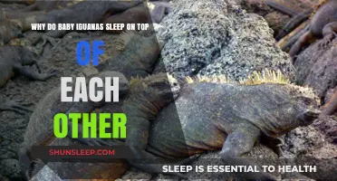 Why Baby Iguanas Pile Up: The Science Behind Their Cozy Sleep Habits