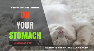 Why Kittens Love Sleeping on Your Stomach: A Cozy Bond Explained