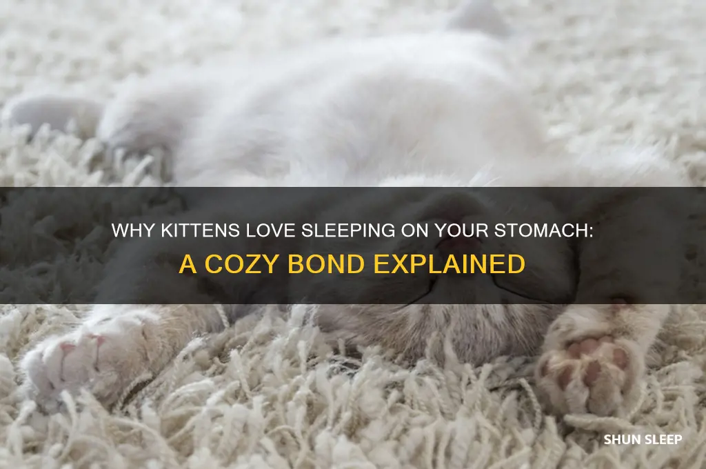 why do baby kittens sleeping on your stomach