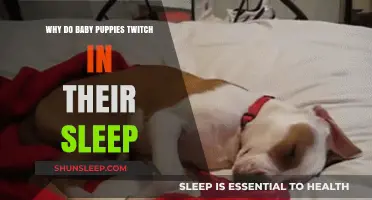 Why Do Baby Puppies Twitch in Their Sleep? Explained