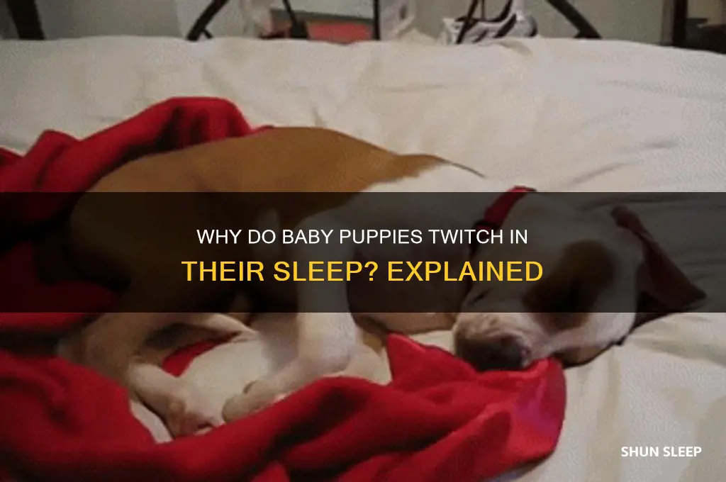 why do baby puppies twitch in their sleep