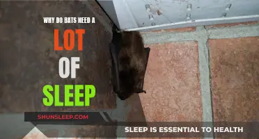 Bats Need Extra Sleep: Here's Why