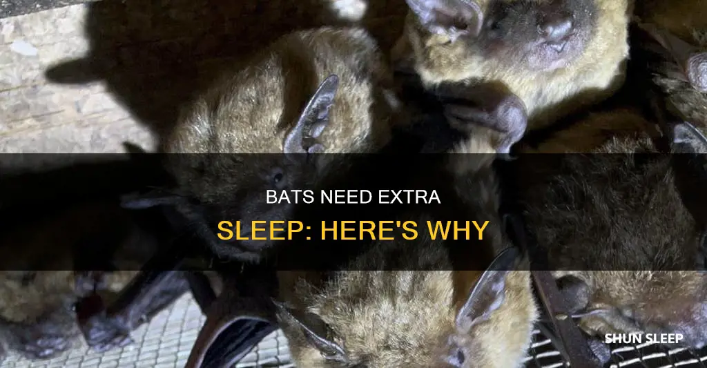 why do bats need a lot of sleep