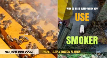 How Smoke Sedates Bees: A Beekeeping Mystery