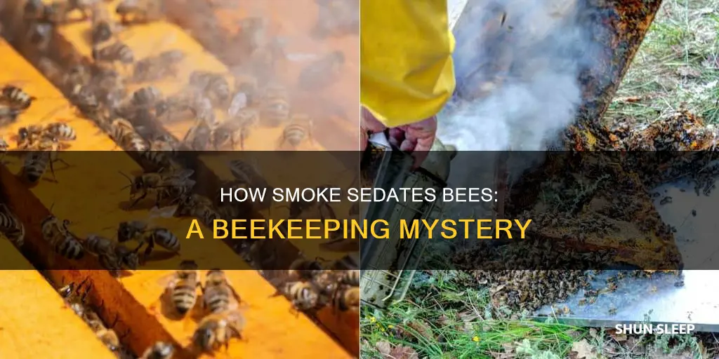 why do bees sleep when you use a smoker