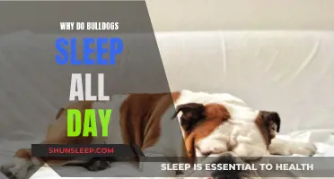 Bulldogs' Sleep Patterns: Understanding Their Daily Doze