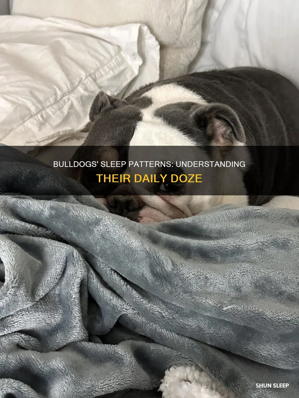 why do bulldogs sleep all day