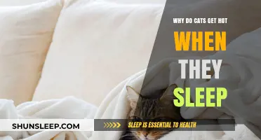 Why Cats Feel Warm During Sleep: Exploring Feline Body Temperature