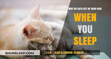 Why Cats Love Snuggling Your Face While You Sleep