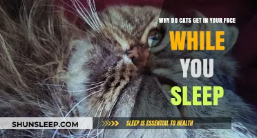 Why Cats Love Snuggling Your Face During Sleep: Explained